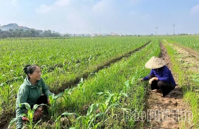 Nông dân xã Bản Nguyên tập trung chăm sóc ngô Đông, bảo đảm cây trồng sinh trưởng, phát triển tốt.