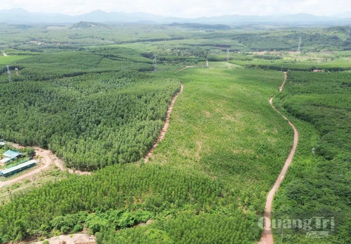 Có 274,877ha đất do Công ty TNHH MTV Lâm nghiệp Đường 9 quản lý bị lấn chiếm qua nhiều năm chưa được giải quyết dứt điểm - Ảnh: B.T