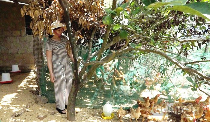 Mô hình nuôi gà dưới tán cây ăn quả ở xã Hải Lăng bước đầu mang lại hiệu quả kinh tế cho các hộ nuôi - Ảnh: V.A