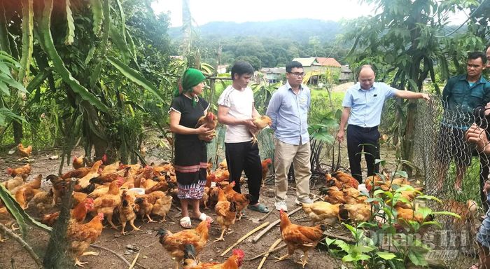 Mô hình nuôi gà bán thâm canh an toàn sinh học tại thôn Ruộng, xã Khe Sanh - Ảnh: CTV