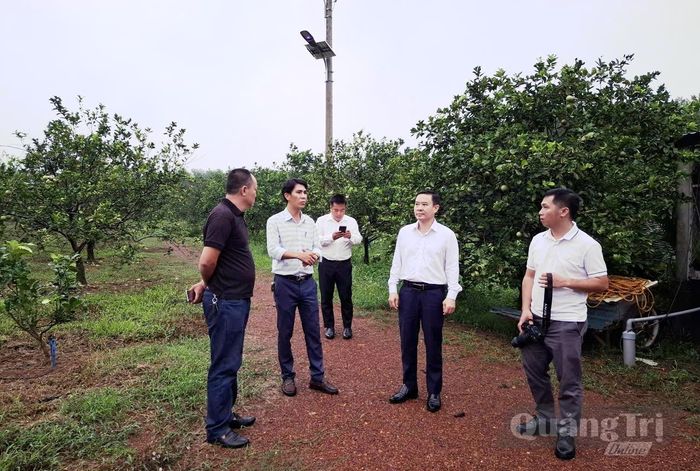 Đoàn tìm hiểu mô hình cam sạch ở xã Hải Lăng - Ảnh: Đ.V