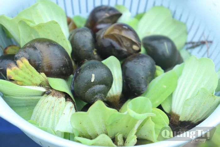 Ốc trong trại ốc bươu đen Nhật Lệ có kích thước lớn, được chăm sóc kỹ càng - Ảnh: T.P