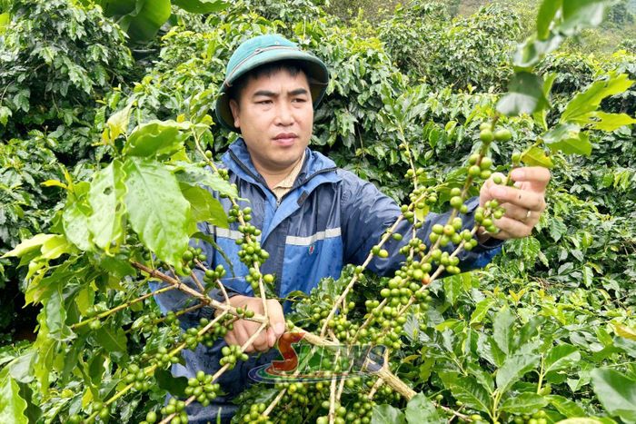 Nông dân bản Bay, xã Chiềng La chăm sóc cây cà phê.