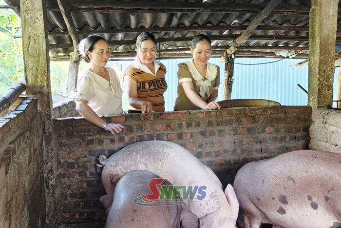 Mô hình nuôi lợn của nông dân xã Pắc Ngà.