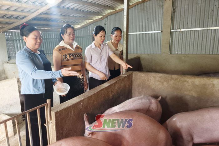 Mô hình nuôi lợn thịt của nông dân bản Nong Cóc, xã Pắc Ngà.