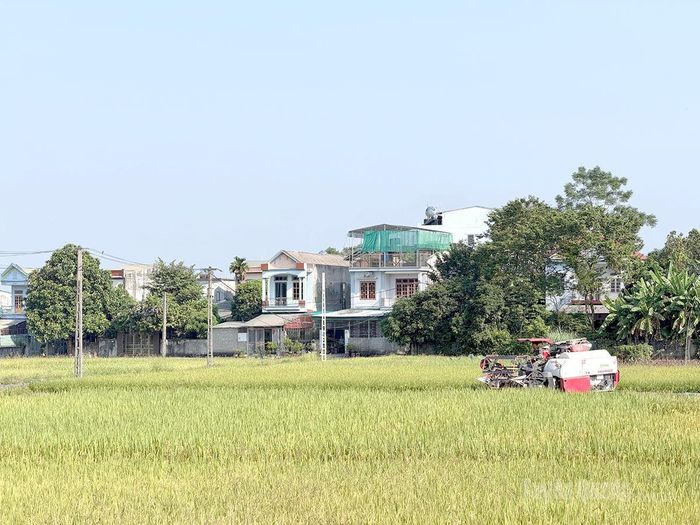 Nông dân phường Minh Xuân ứng dụng máy móc đẩy nhanh tiến độ thu hoạch.