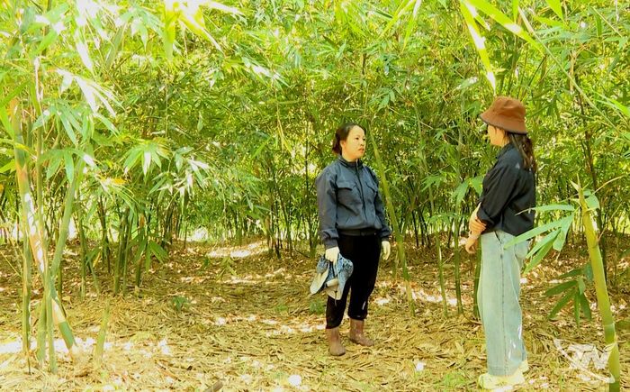 Chị Hoàng Thị Quyên ở xóm Nà Giàm, xã Nghinh Tường mạnh dạn mở rộng diện tích trồng cây măng Lục Trúc.