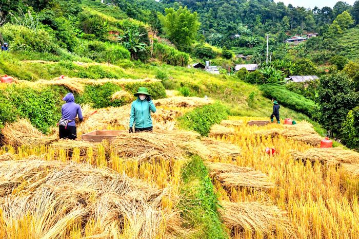 Anh Hảng A Chua, ở Mù Cang Chải, tỉnh Lào Cai chia sẻ: "Việc sử dụng Pảng Thống để đập lúa phù hợp với điều kiện sản xuất ở vùng cao, nơi những thửa ruộng bậc thang nằm cheo leo trên sườn núi, đường đi nhỏ hẹp, quanh co. Nông cụ làm bằng gỗ này dễ vận chuyển lên các thửa ruộng bậc thang trên cao. Nếu đưa máy móc lên núi, người dân sẽ mất nhiều công sức do địa hình dốc, đường đi hiểm trở, máy móc nặng và khó di chuyển. Đập lúa bằng Pảng Thống tuy tốn sức người nhưng phù hợp với những thửa ruộng bậc thang trên cao, giúp bà con gìn giữ tập quán lao động truyền thống".