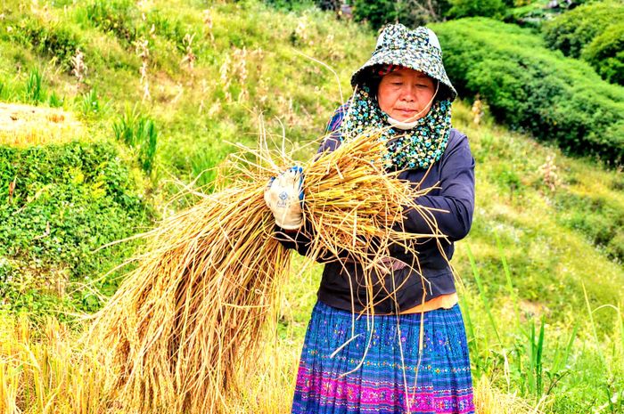 Chị Giàng Thị Chu, người dân bản Dào San, xã Lao Chải, tỉnh Lào Cai chia sẻ, điều kiện ruộng nương của mỗi hộ không giống nhau. Có gia đình có nhiều ruộng, nhưng cũng có hộ chỉ canh tác trên diện tích nhỏ, sản lượng phụ thuộc vào điều kiện sản xuất và thời tiết.