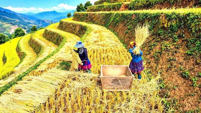 Những bao thóc thu về là nguồn lương thực cho bà con, là thành quả làm lụng vất vả trên những thửa ruộng bậc thang quanh co theo sườn núi.