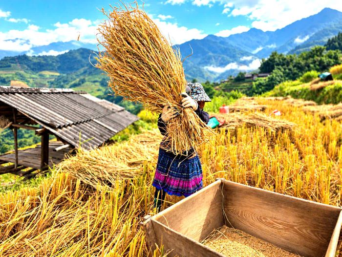 Pảng Thống làm bằng gỗ, có hình dáng gần giống chiếc thùng vuông, miệng loe rộng và đáy thu nhỏ như hình phễu. Chiếc thùng có đáy rộng khoảng 70x70cm, chiều cao khoảng 70cm, miệng rộng gần 1m, thành gỗ dày khoảng 2cm. Cấu tạo miệng rộng, đáy thu nhỏ tạo thành khoảng chứa để hạt thóc rơi xuống trong quá trình đập. Pảng Thống được người dân sử dụng để đập lúa.
