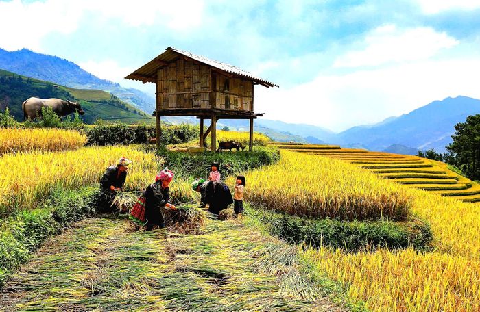 Để có được ruộng lúa trĩu bông, hạt thóc vàng óng, người dân phải cần mẫn gieo cấy, chăm sóc, dẫn nước và bảo vệ cây lúa qua nhiều tháng. Khi lúa chín, bà con tranh thủ thời tiết thuận lợi, đổi công để gặt lúa.