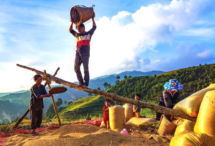 Người dân dê thóc để tách những hạt thóc lép và bụi ra khỏi những hạt thóc chắc mẩy.