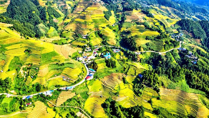 Từ bản Trống Tông, xã La Pán Tẩn, tỉnh Lào Cai, nhìn xuống quốc lộ 37, từng bậc ruộng lúa nối tiếp nhau, tựa  như cầu thang vàng vươn tận đỉnh núi cao. Vẻ đẹp ấy khiến nhiều du khách thích thú, dừng chân chụp ảnh để lưu lại khoảnh khắc đẹp.