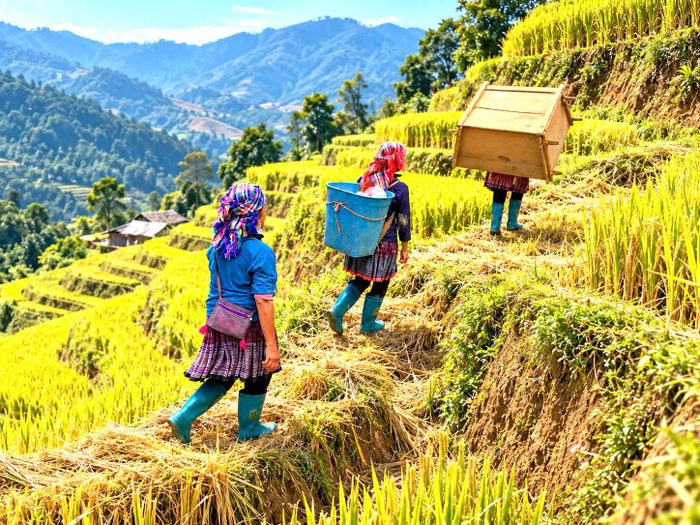 Bà con ở Mù Cang Chải vẫn dùng sức người, sử dụng nông cụ truyền thống để cấy, gặt lúa, vận chuyển bó lúa đến đập tách hạt.