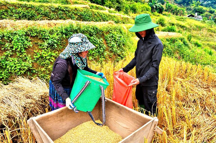 Người dân thu thóc vào bao tải và mang về nhà. Trong bối cảnh du lịch trải nghiệm ngày càng được quan tâm, hình ảnh người dân đập lúa bằng Pảng Thống có thể giúp du khách hiểu thêm về đời sống và thói quen lao động sản xuất của người dân vùng cao. 
