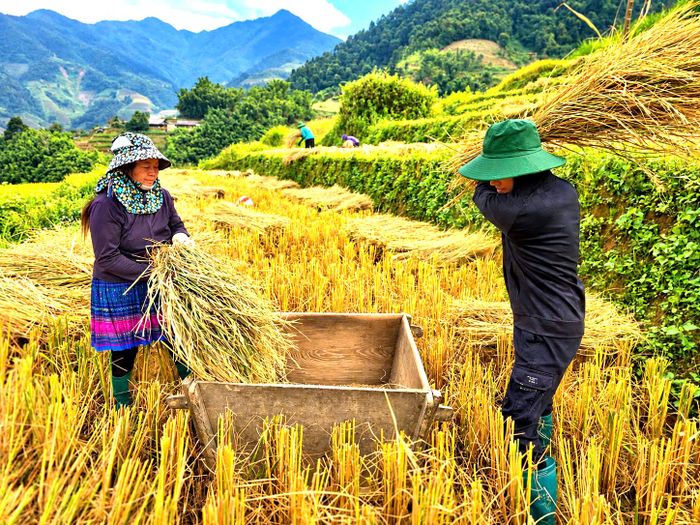 Cách sử dụng Pảng Thống khá đặc biệt, người dân cầm từng bó lúa nhỏ, dùng phần bông lúa đập mạnh vào cạnh hoặc góc của thùng gỗ. Dưới lực tác động liên tục, các hạt thóc dần rời khỏi bông, rơi xuống lòng thùng, người đập sẽ xoay bó lúa, thay đổi vị trí đập để hạt thóc được tách ra đều hơn.
