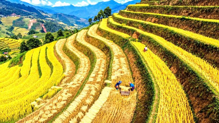 Sau khi gặt, lúa được phơi cho bớt hơi ẩm, sau đó thu gom, chia thành từng bó nhỏ để chuẩn bị đập. Công đoạn tách hạt được thực hiện thủ công bằng sức người và dùng nông cụ truyền thống mang tên Pảng Thống.