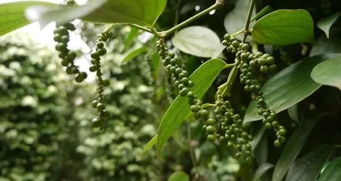 Giá tiêu trong nước hôm nay duy trì ổn định. Ảnh minh họa