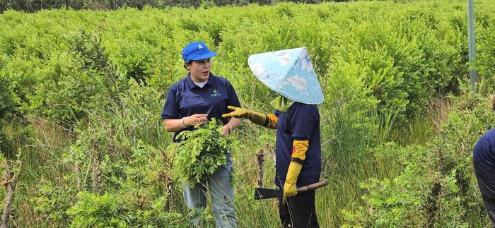  Doanh nhân Nguyễn Thị Mẫu bên vườn giống cây dược liệu 