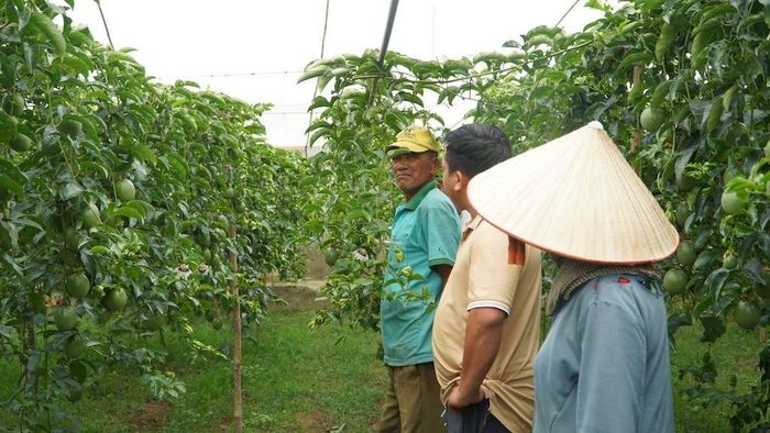 Công nghệ số hỗ trợ thành viên HTX quản lý vùng trồng, theo dõi quá trình sinh trưởng và kiểm soát chất lượng nông sản ngay tại vùng nguyên liệu.