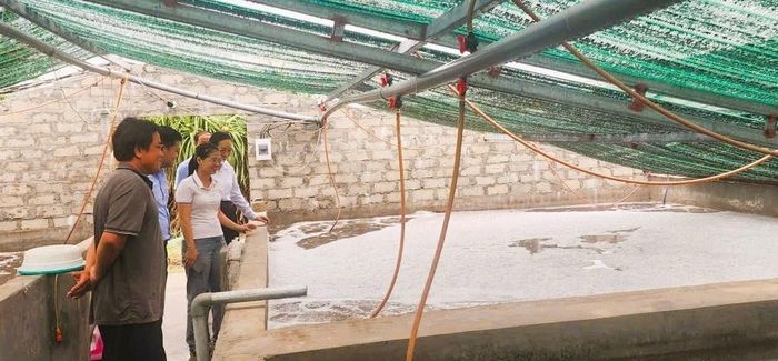 Mô hình vay vốn từ QTDND đầu tư nuôi tôm giống ở xã Thiên Cầm (Hà Tĩnh).