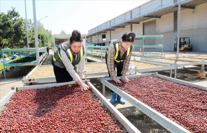 Công nhân sơ chế cà phê tại Công ty cổ phần Phúc Sinh Sơn La. Ảnh: DN