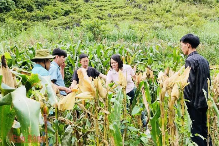 Mô hình trồng ngô lai thương phẩm giúp người dân xã Tổng Cọt nâng cao hiệu quả sử dụng đất, tăng thu nhập.