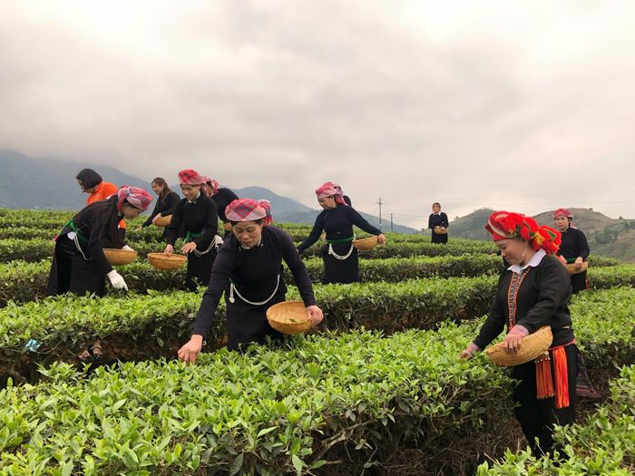Cây chè được xác định là một trong những cây trồng chủ lực giúp phát triển sinh kế, nâng cao thu nhập và giảm nghèo tại huyện Bảo Thắng (Lào Cai). Ảnh: Thu Hiền