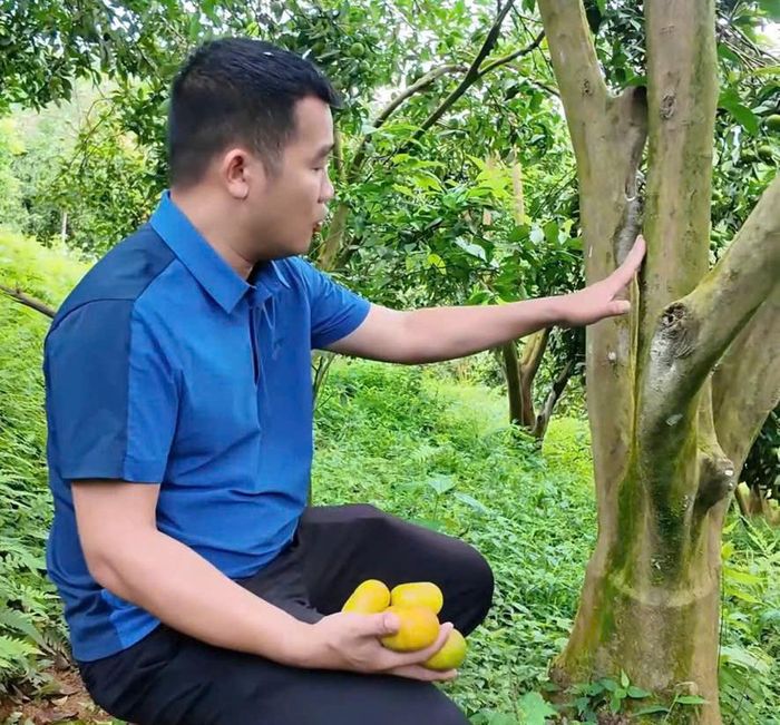 Quýt đã trồng được trên 10 năm, quả ăn ngọt và đậm. Ảnh: THU AN