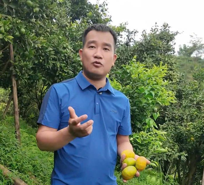 Bí thư chi bộ Nguyễn Duy Tư bên vườn quýt. Ảnh: THU AN