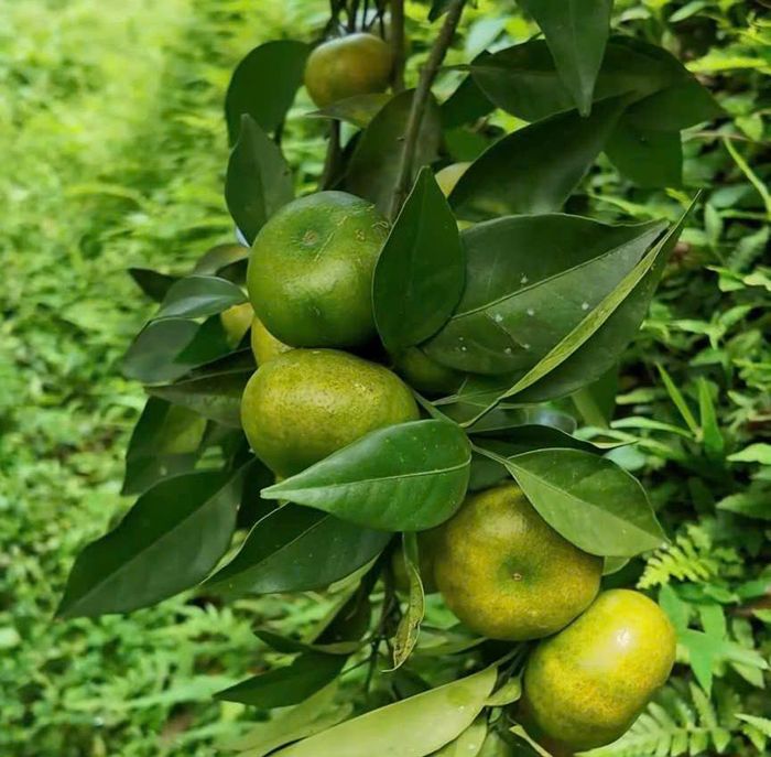 Quýt Vân Sơn có đầu ra ổn định. Ảnh: THU AN