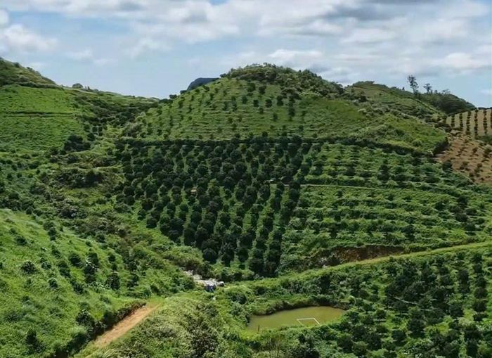 Đồi quýt Vân sơn, phát triển kinh tế vùng cao. Ảnh: THU AN