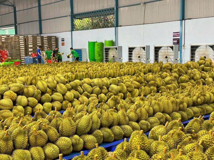                                                       Chuỗi logistics lạnh, có thể vận chuyển được những sản phẩm tươi                                                       Ảnh: Thăng Long