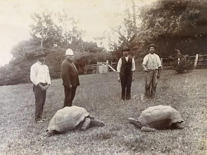 Ảnh chụp năm 1882 khi Jonathan (bên trái) đến St. Helena.
