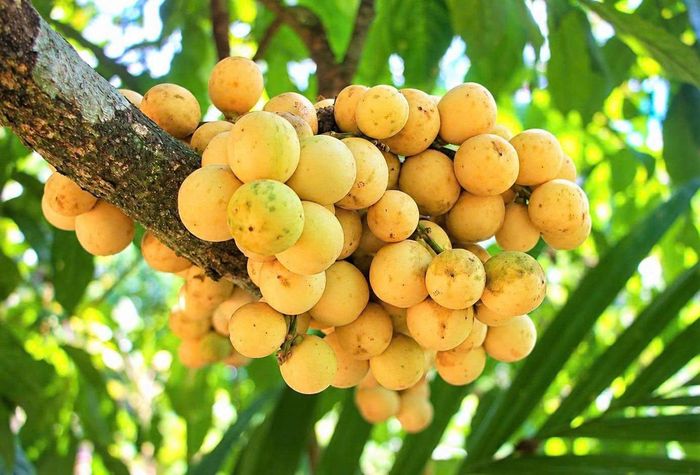 Điểm đặc biệt của cây lòn bon là quả không chỉ mọc ở đầu cành mà còn kết thành từng chùm dày trên thân và các cành lớn - Ảnh: Truyền hình Đà Nẵng
