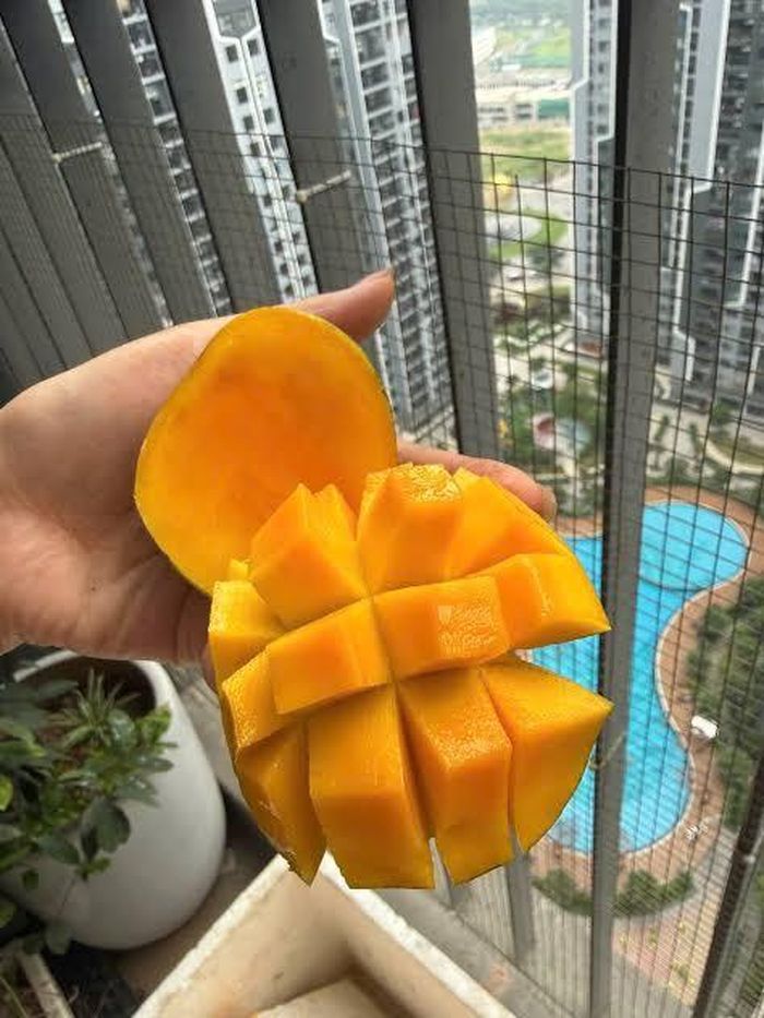 Dù không có kích thước lớn hay vẻ ngoài bóng bẩy, xoài trứng cổ vẫn được ưa chuộng nhờ hương vị đặc trưng - Ảnh: Internet