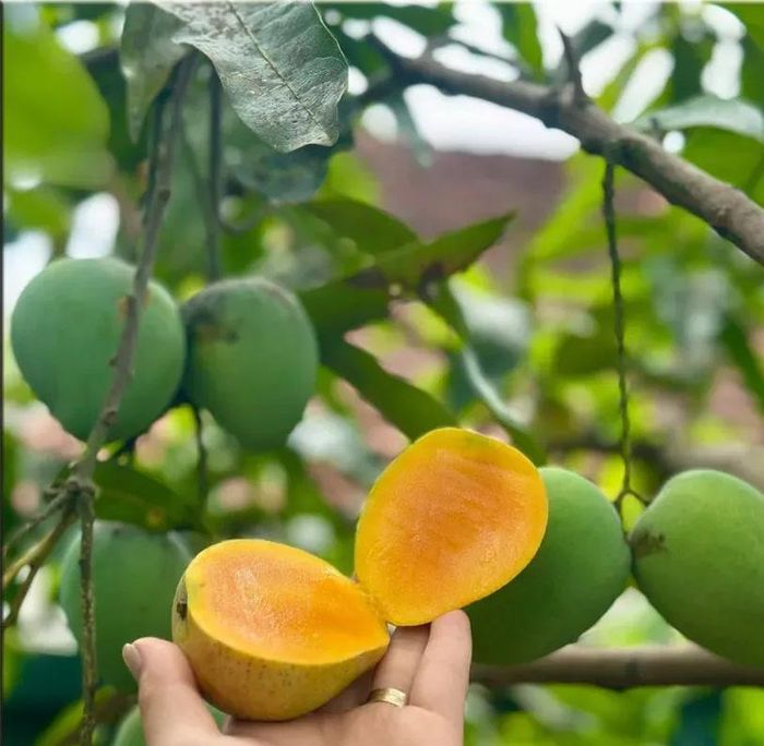 Xoài trứng cổ Yên Châu ở Sơn La được xem là một trong những giống xoài nổi bật ở Việt Nam - Ảnh: Internet
