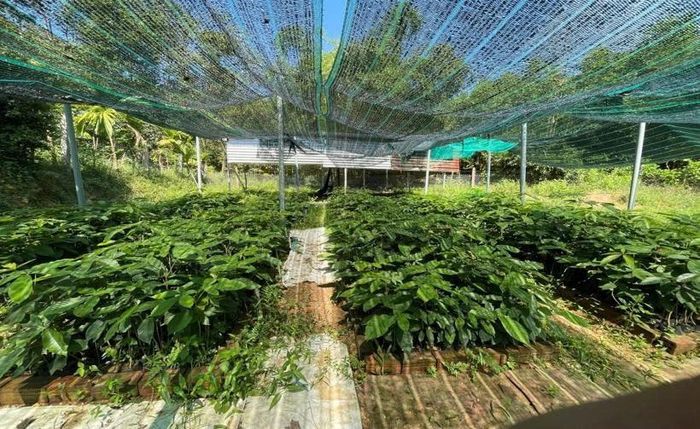 Mô hình vườn ươm cây bản địa tại Phúc Lộc góp phần phát triển sinh kế, tăng cường bảo vệ rừng FSC và tạo nền tảng cho phát triển kinh tế cộng đồng.