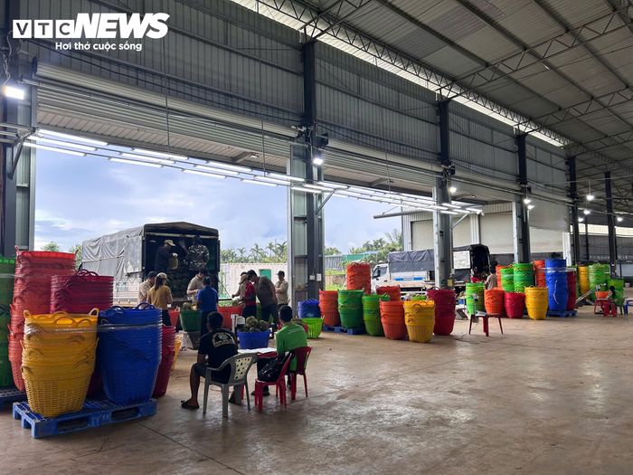 Giá sầu riêng phân hóa mạnh theo chất lượng, trong khi hàng lỗi nặng, kém chất lượng có thể chỉ được thu mua với giá 10.000-20.000 đồng/kg.