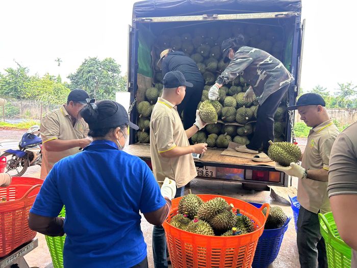 Tỷ lệ sầu riêng đạt chuẩn xuất khẩu tại một số vùng trồng giảm còn khoảng 20-30%, khiến nguồn cung hàng chất lượng cao bị thu hẹp.