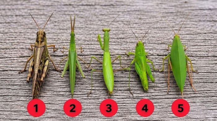 IQ cực cao mới phân biệt được 5 loại côn trùng này
