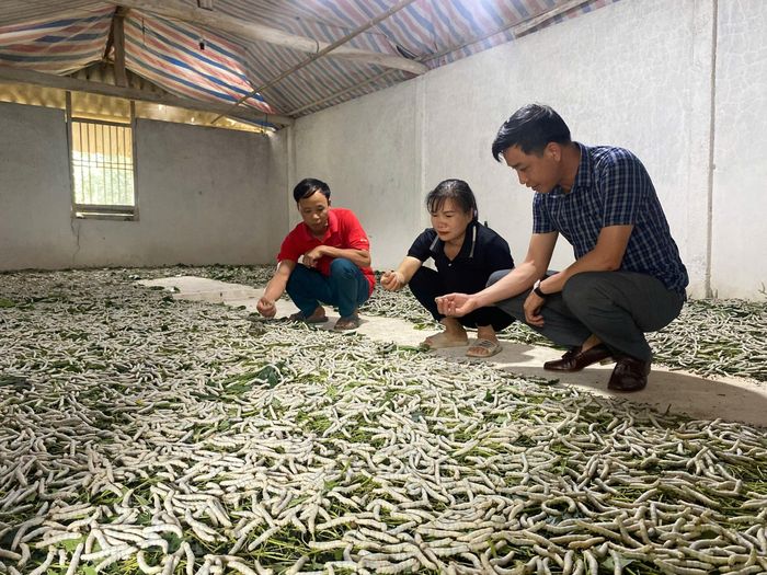 Nghề trồng dâu nuôi tằm - nền tảng phát triển tour du lịch nông nghiệp xanh của địa phương.