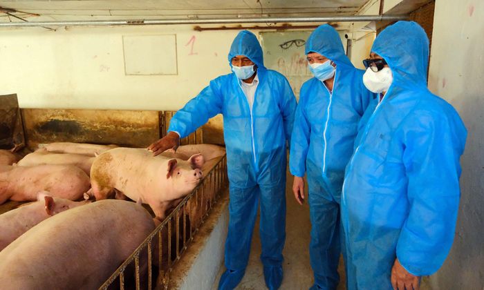 Người chăn nuôi phải tuân thủ hướng dẫn chuyên môn, sử dụng thuốc đúng chỉ định, không tùy tiện dùng kháng sinh để phòng bệnh hoặc thay thế cho các biện pháp vệ sinh, an toàn sinh học. Ảnh: PV