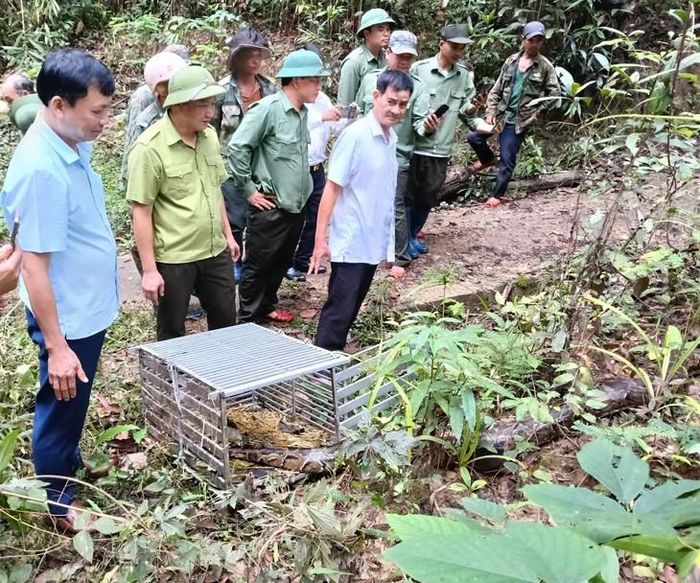 Trăn di chuyển nhanh ngay khi được thả. Ảnh: X. Thủy.