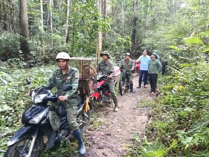 Lực lượng chuyên môn vượt đèo dốc, đưa động vật vào rừng để thả. Ảnh: X. Thủy.