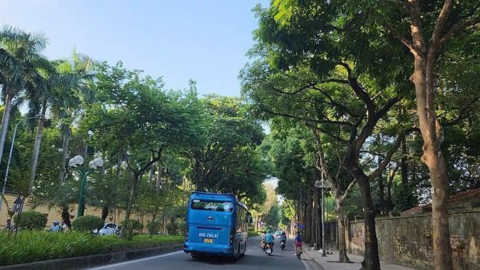 Hàng cây phủ xanh trên phố Nguyễn Tri Phương mới được cắt tỉa gần đây. Ảnh: V.A.