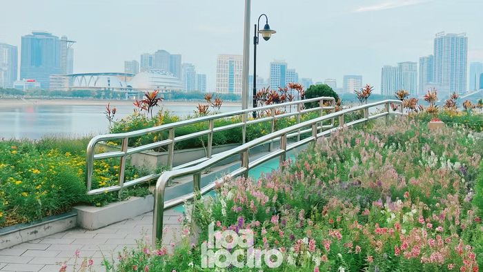Lối đi ram dốc uốn lượn giữa triền hoa violet.