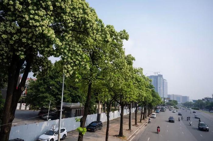 Nhiều tuyến phố trên địa bàn Hà Nội có mật độ cây hoa sữa dày, vào mùa Thu nở rộ khiến người dân xung quanh bị ảnh hưởng