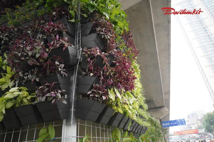 Các loại cây được lựa chọn gồm cỏ lan chi, bảy sắc cầu vồng và sử quân tử. Việc bố trí cây trong các chậu đặt trên hệ giá đỡ giúp tận dụng không gian theo chiều đứng, hạn chế ảnh hưởng đến diện tích dành cho phương tiện lưu thông.